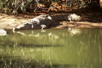Crocodile Park